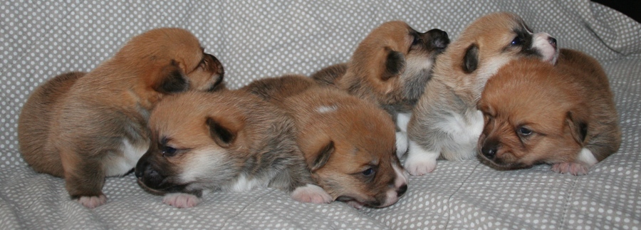 Puppies